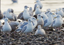 Larus glaucescens